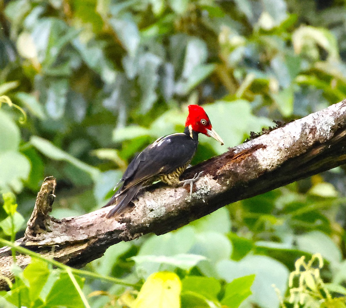 Pale-billed Woodpecker - ML643870797