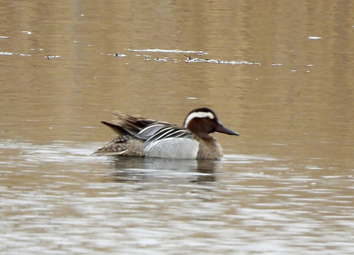 Garganey - ML643870806