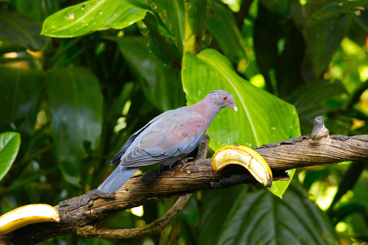 Red-billed Pigeon - ML643870821