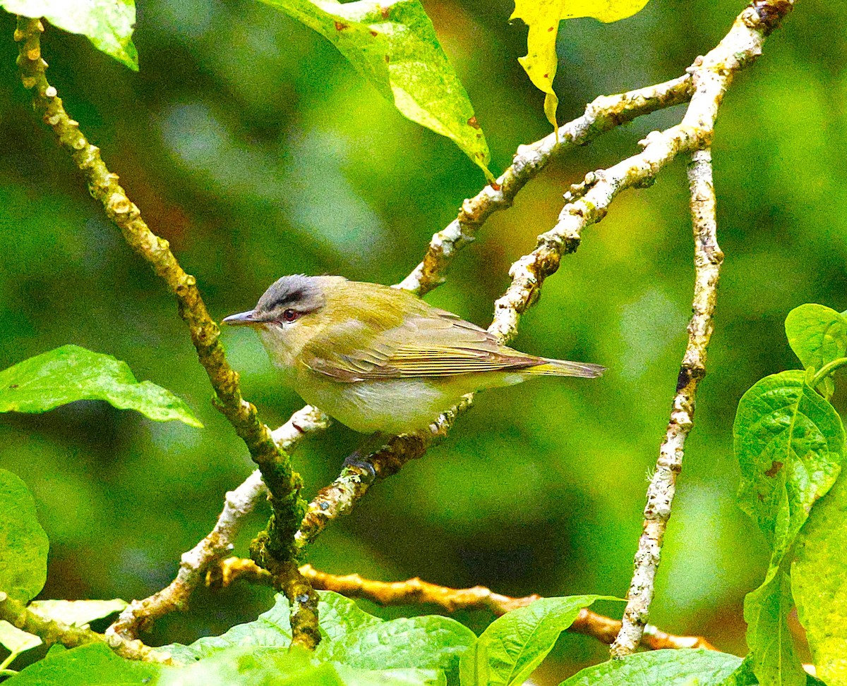 Vireo begigorria - ML643870843