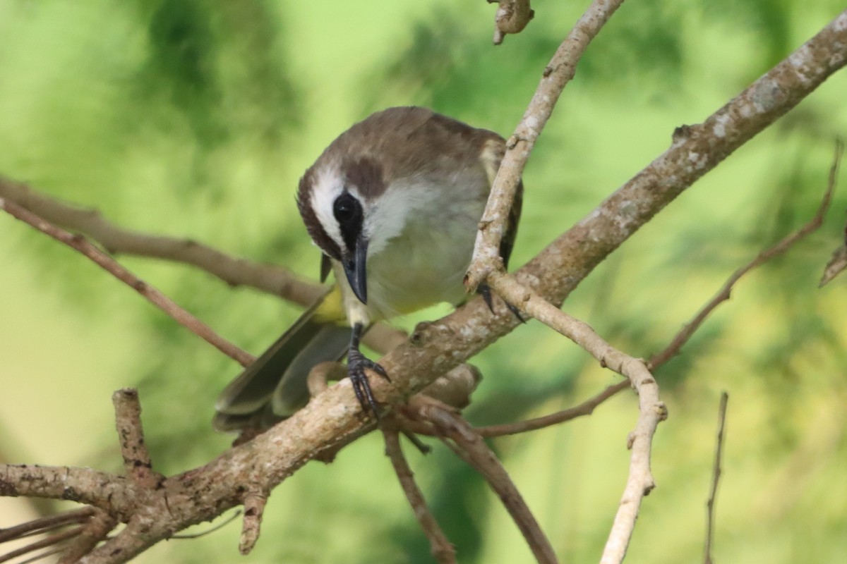 Yellow-vented Bulbul - ML643870858