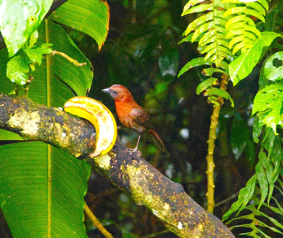 Red-throated Ant-Tanager - ML643870859
