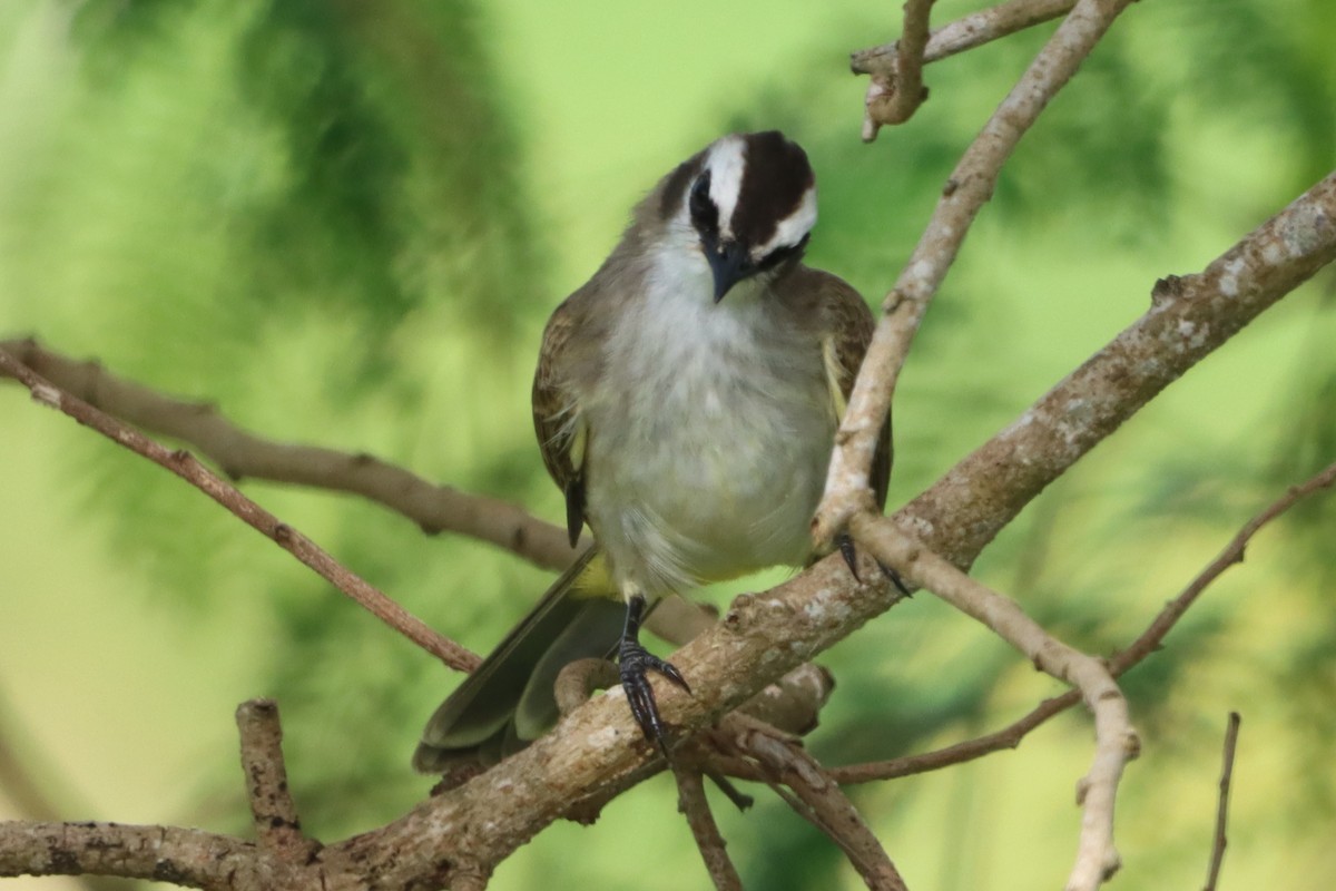 Yellow-vented Bulbul - ML643870860