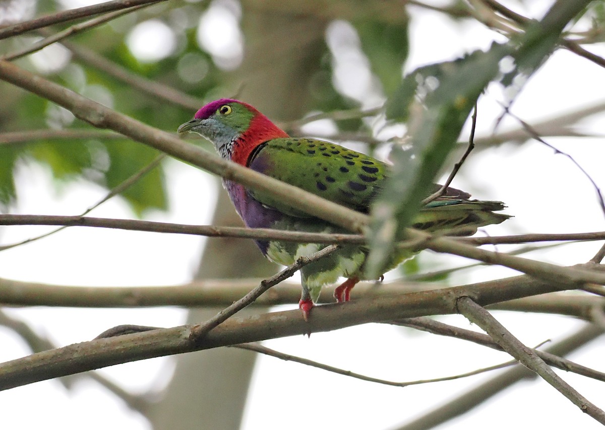 Superb Fruit-Dove (Western) - ML643870883