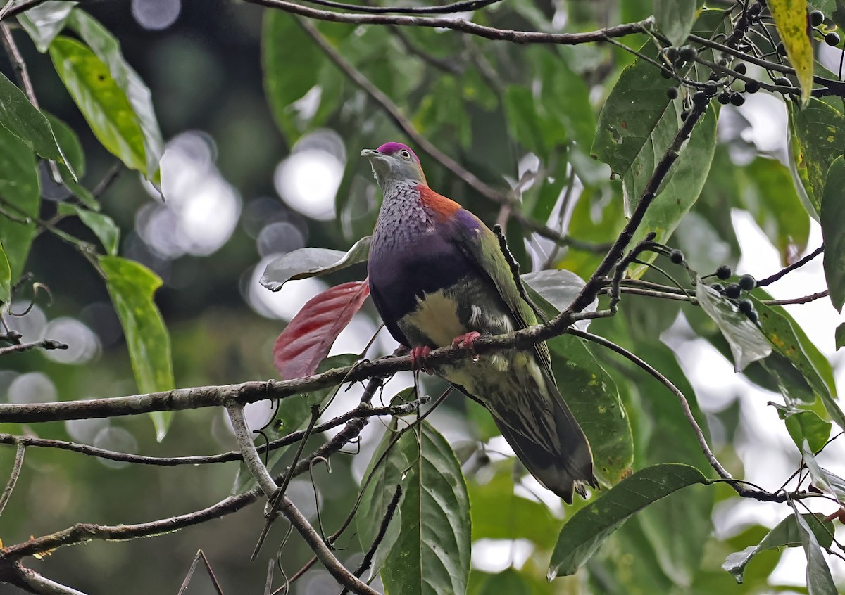 Superb Fruit-Dove (Western) - ML643870884