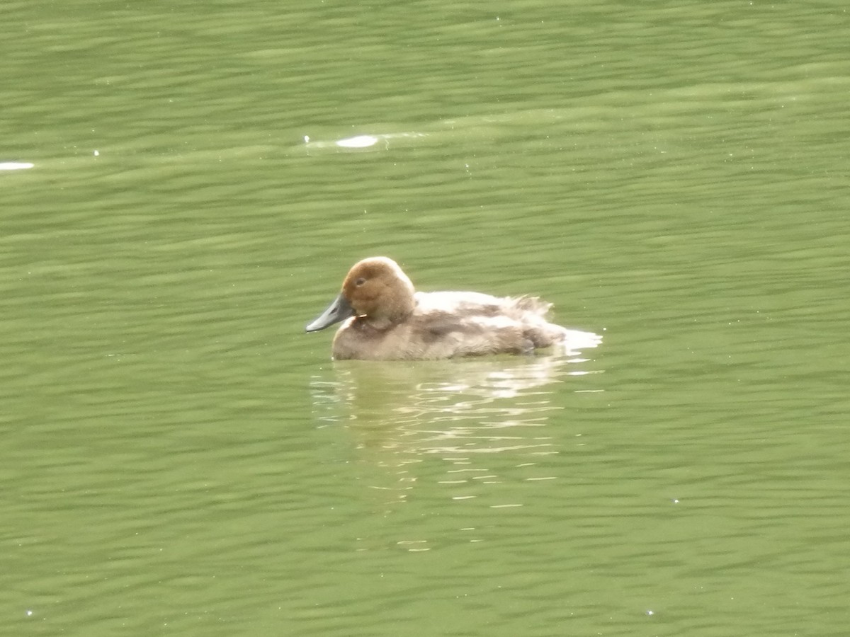 Common Pochard - ML643870888