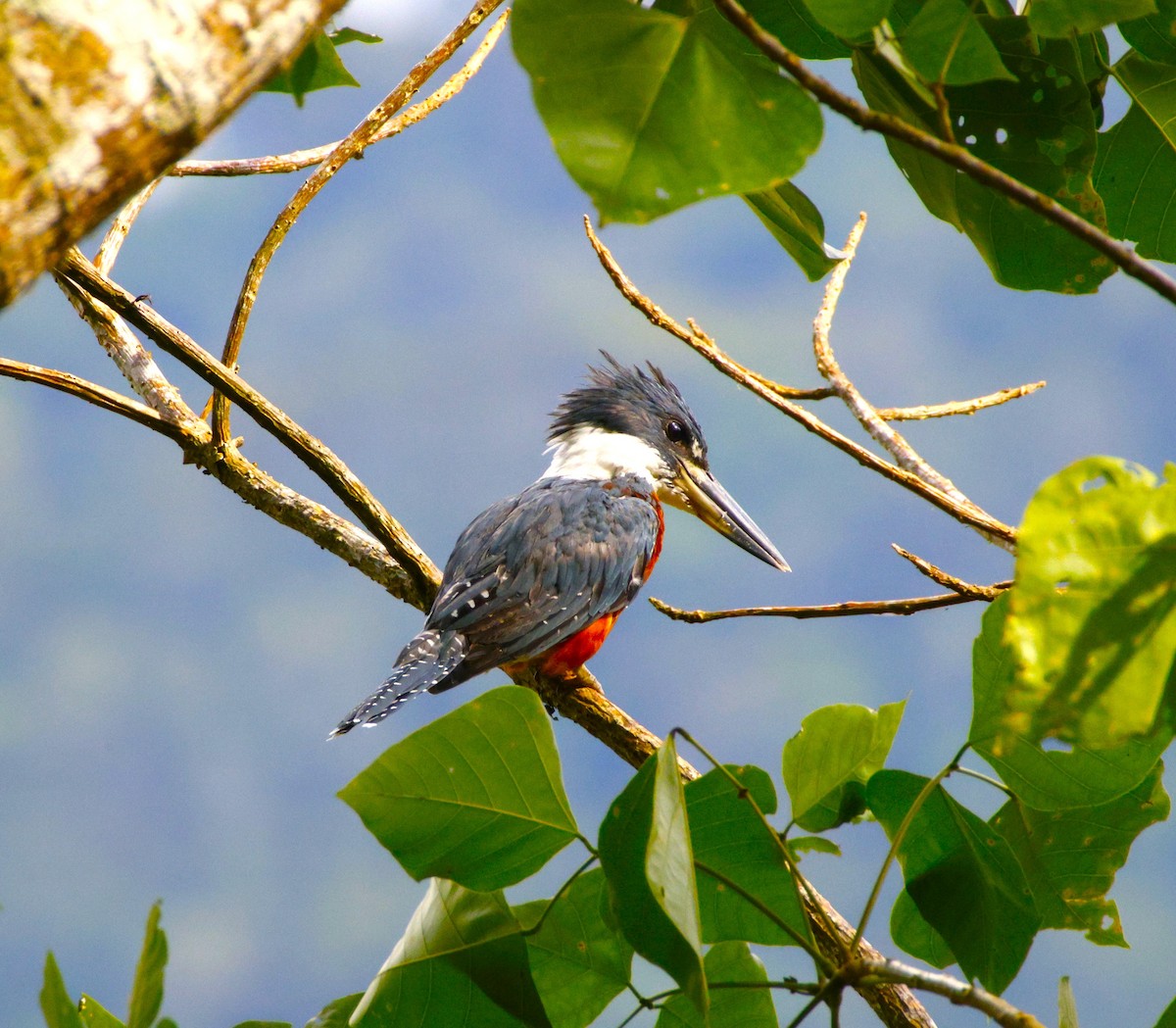 Ringed Kingfisher - ML643870889