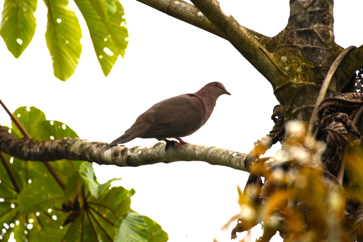 Ruddy Pigeon - ML643870905
