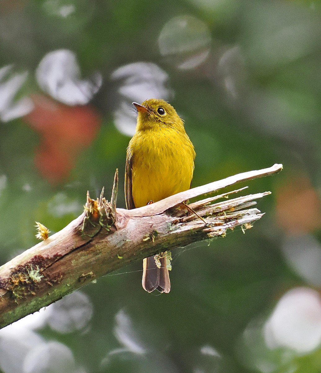Citrine Canary-Flycatcher - ML643870908