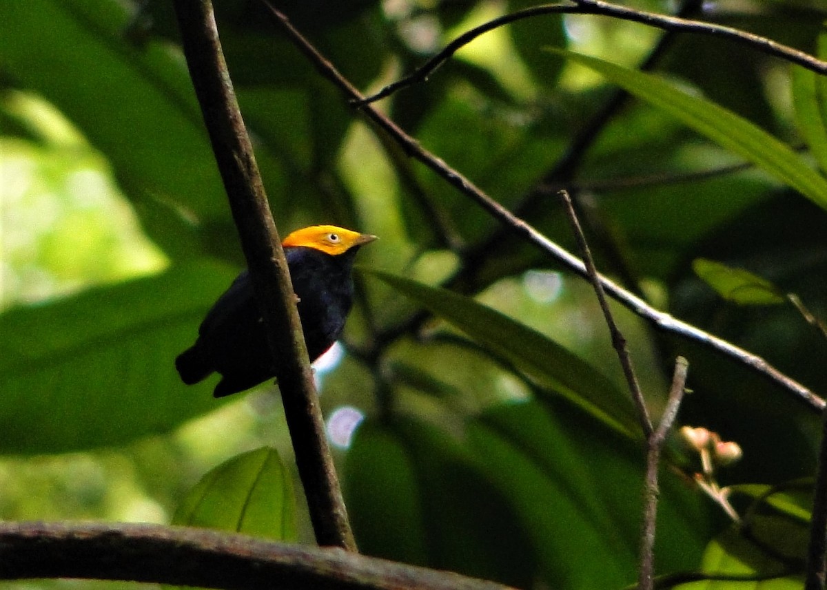 Golden-headed Manakin - ML64387091