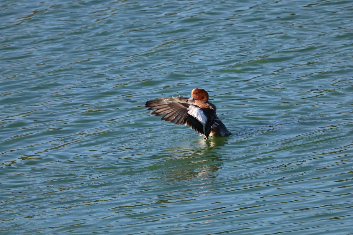 Eurasian Wigeon - ML643870913