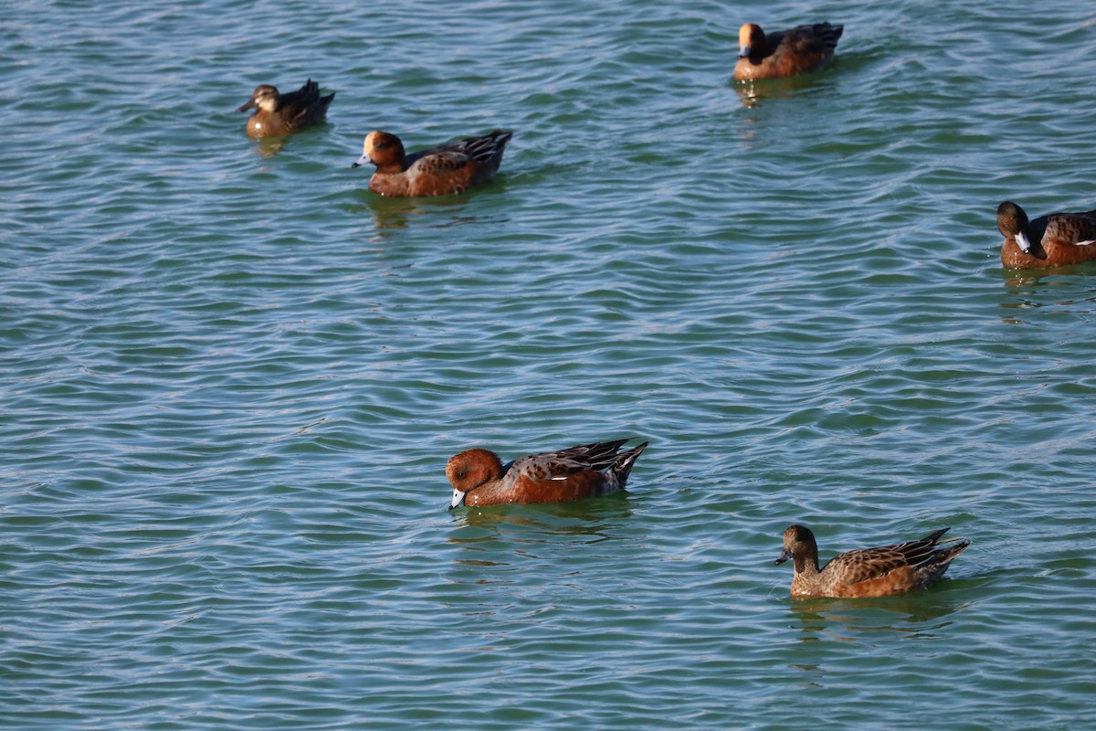 Eurasian Wigeon - ML643870915