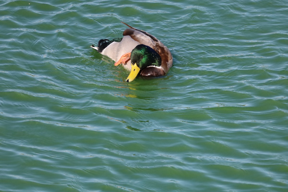Mallard - ML643870929