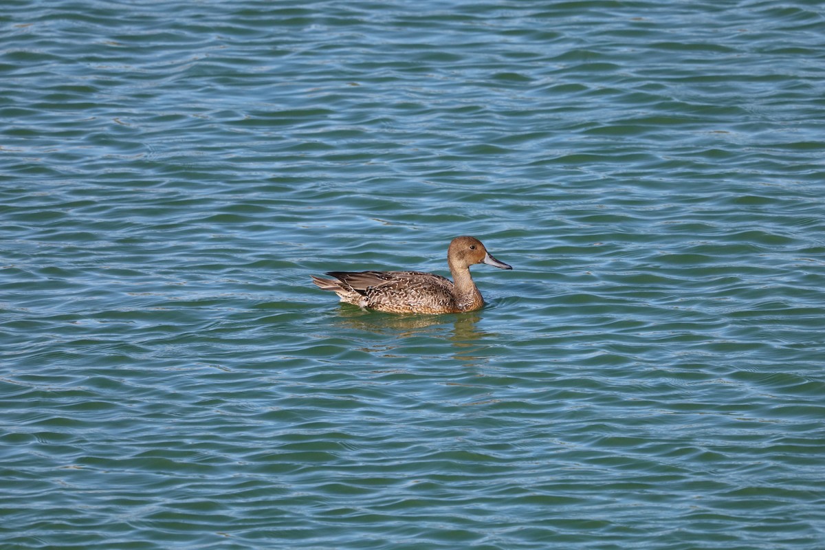 Northern Pintail - ML643870950