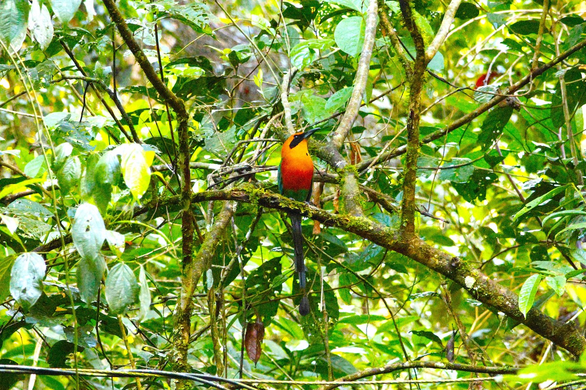 Rufous Motmot - ML643870951