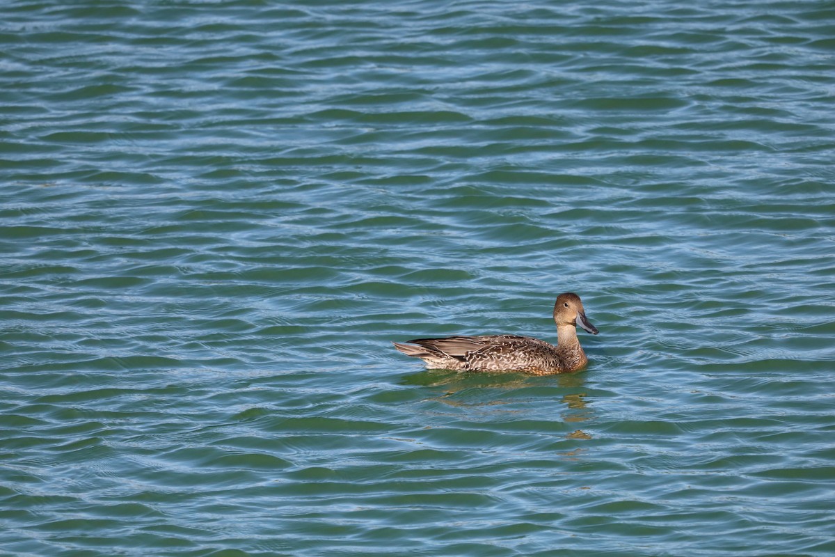 Northern Pintail - ML643870953