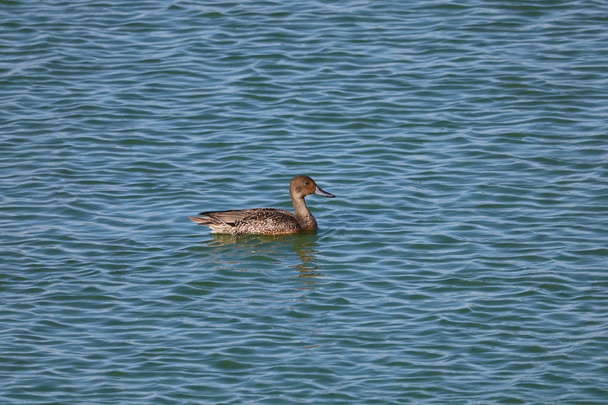 Northern Pintail - ML643870954