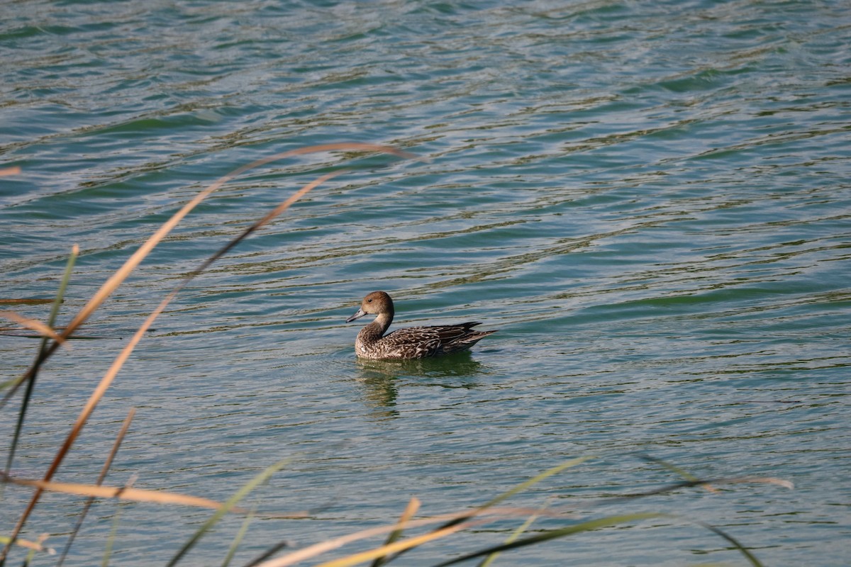 Northern Pintail - ML643870955