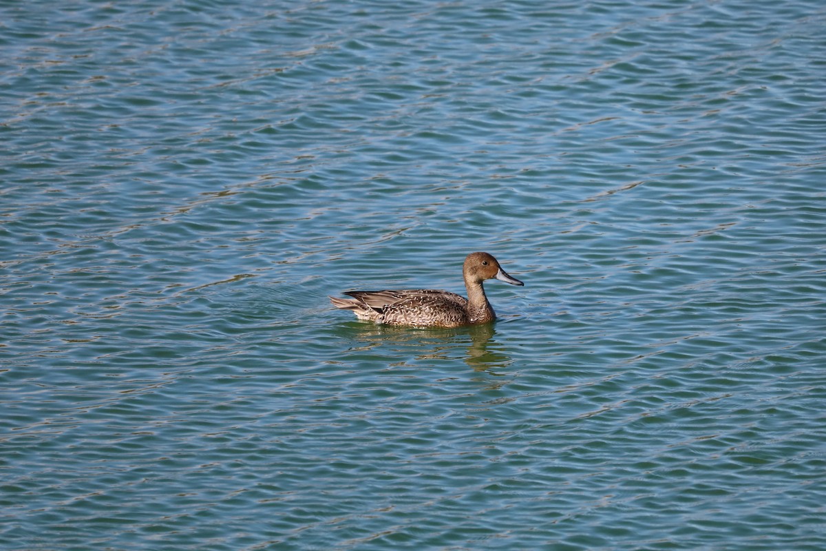 Northern Pintail - ML643870957