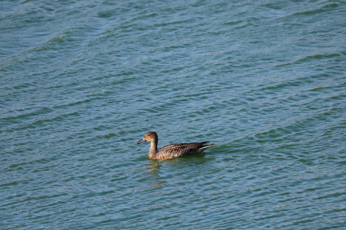 Northern Pintail - ML643870958