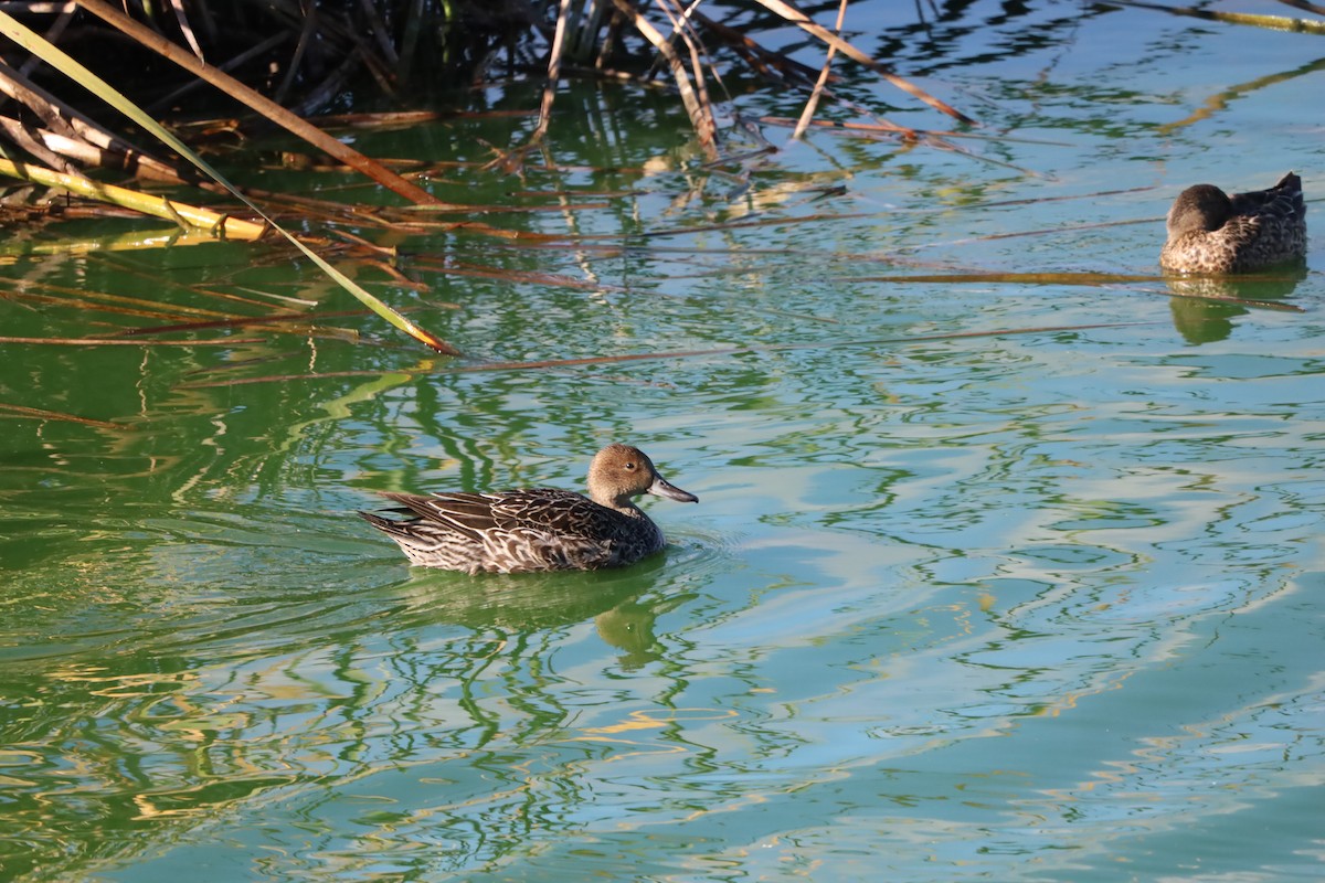 Northern Pintail - ML643870959