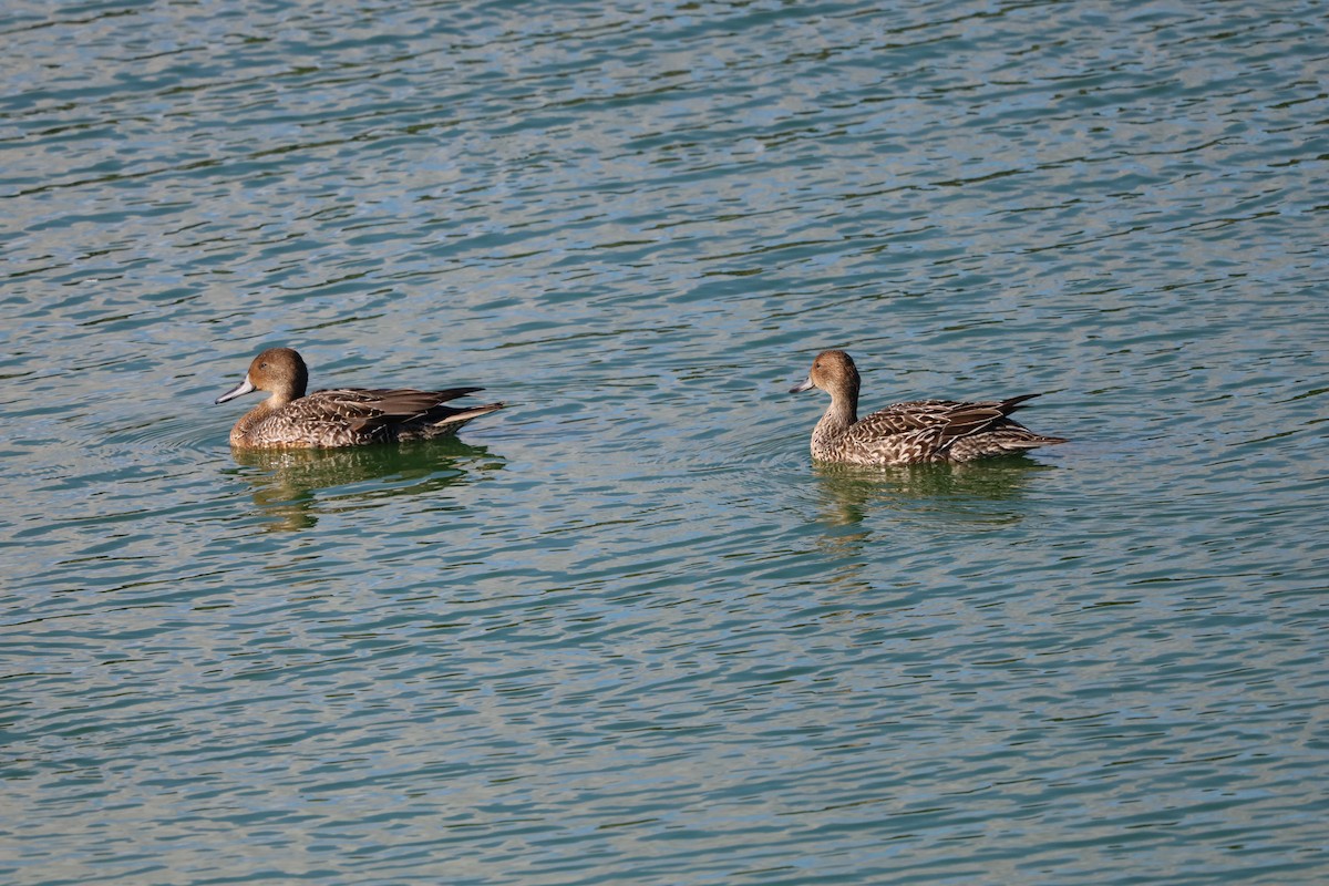 Northern Pintail - ML643870960