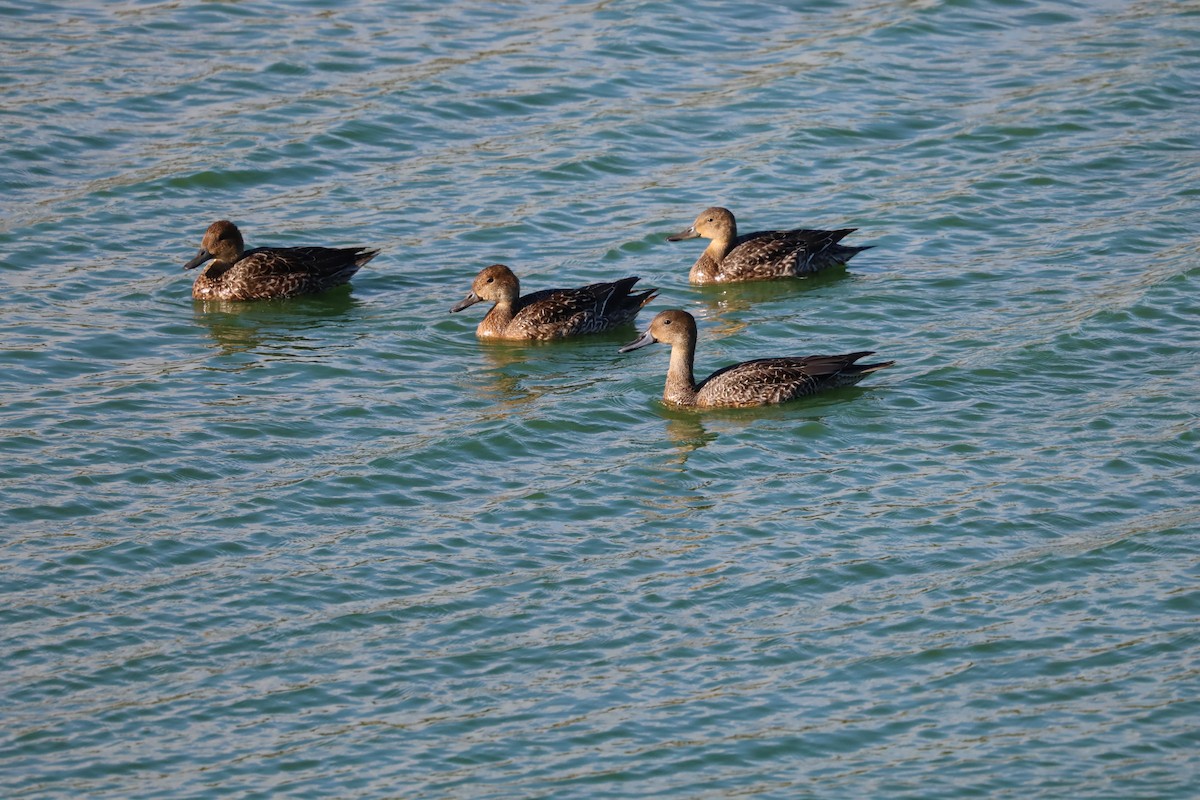 Northern Pintail - ML643870961