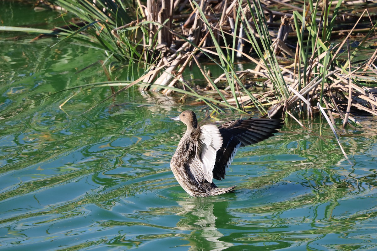 Northern Pintail - ML643870962