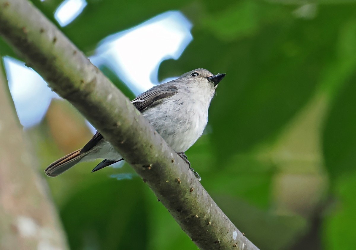Little Pied Flycatcher - ML643870964