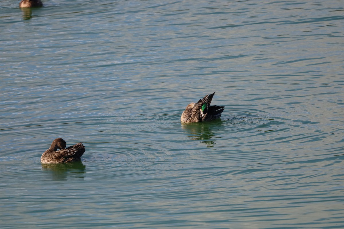 Green-winged Teal - ML643870972