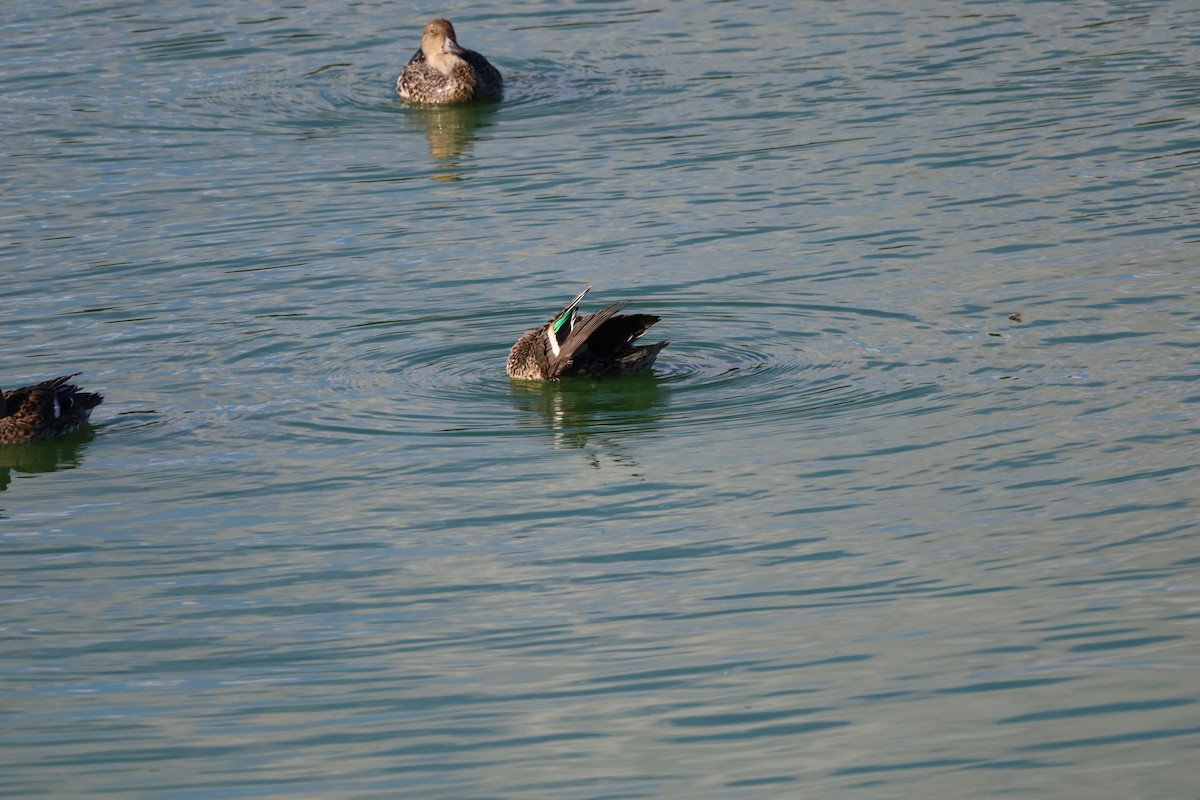 Green-winged Teal - ML643870973