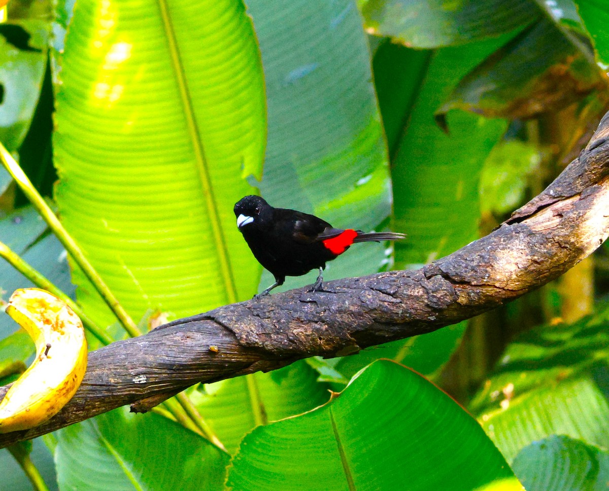 Scarlet-rumped Tanager - ML643870977