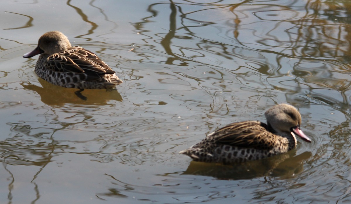 アカハシコガモ - ML643870980