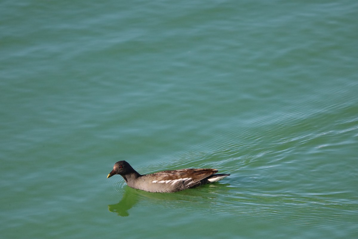 Eurasian Moorhen - ML643870982