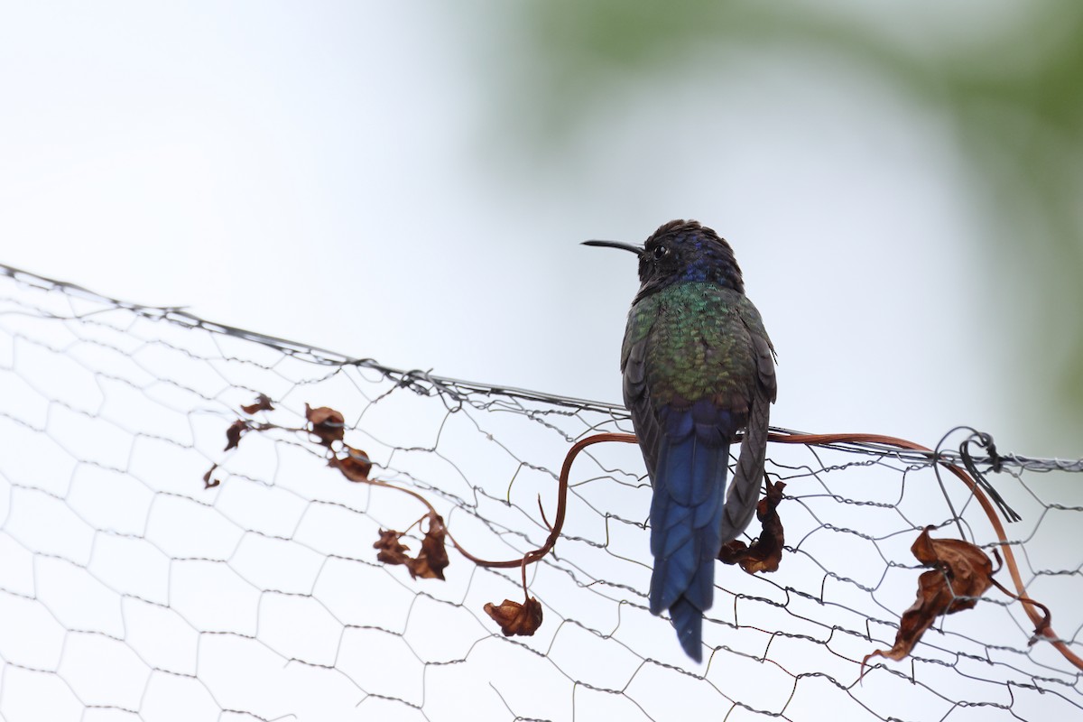 Colibri hirondelle - ML643870985