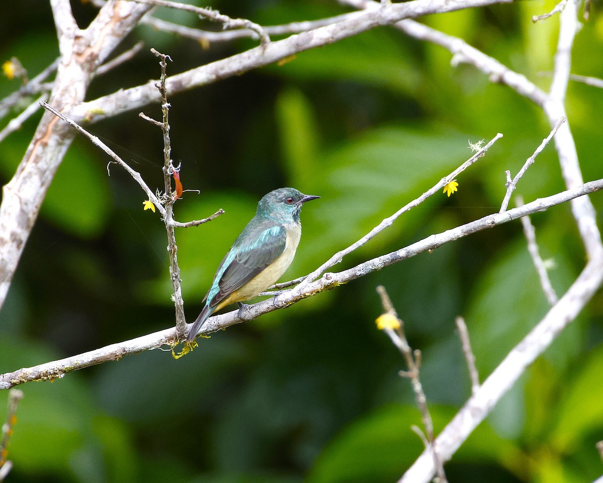 Scarlet-thighed Dacnis - ML643870990
