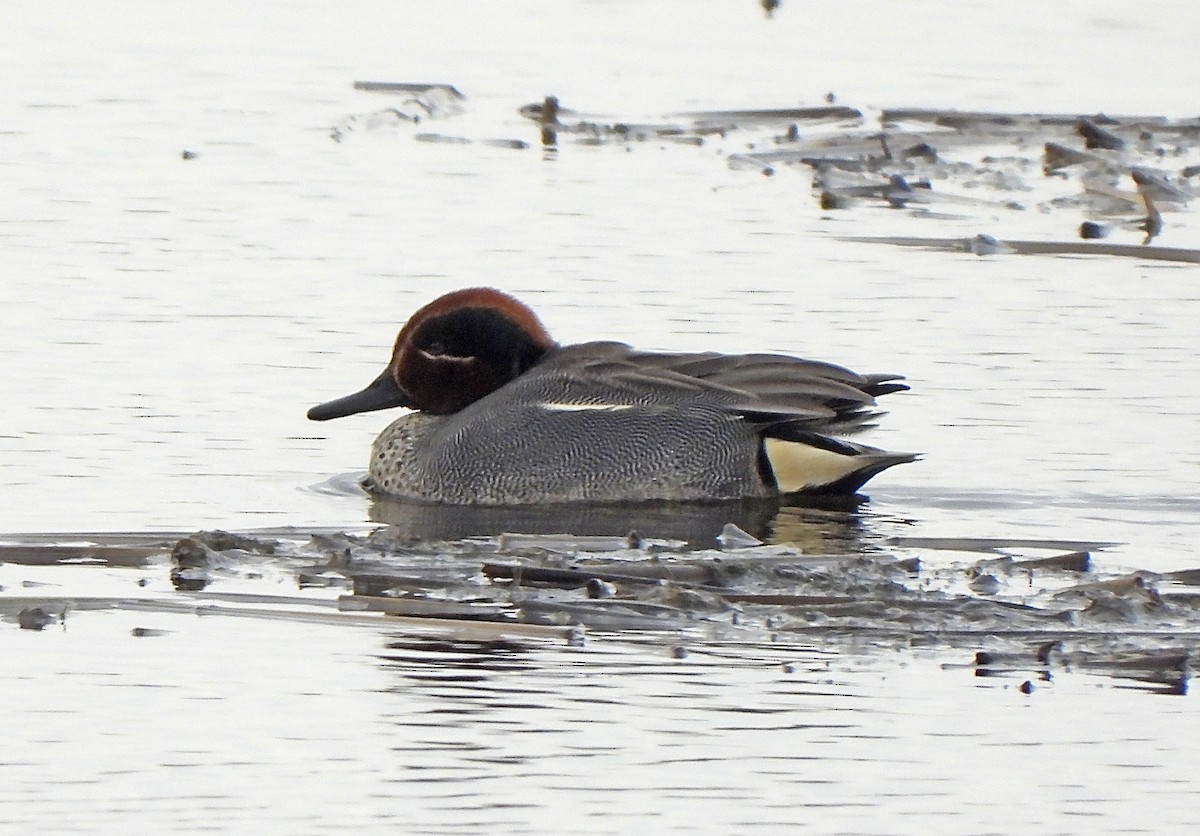 Green-winged Teal - ML643871000