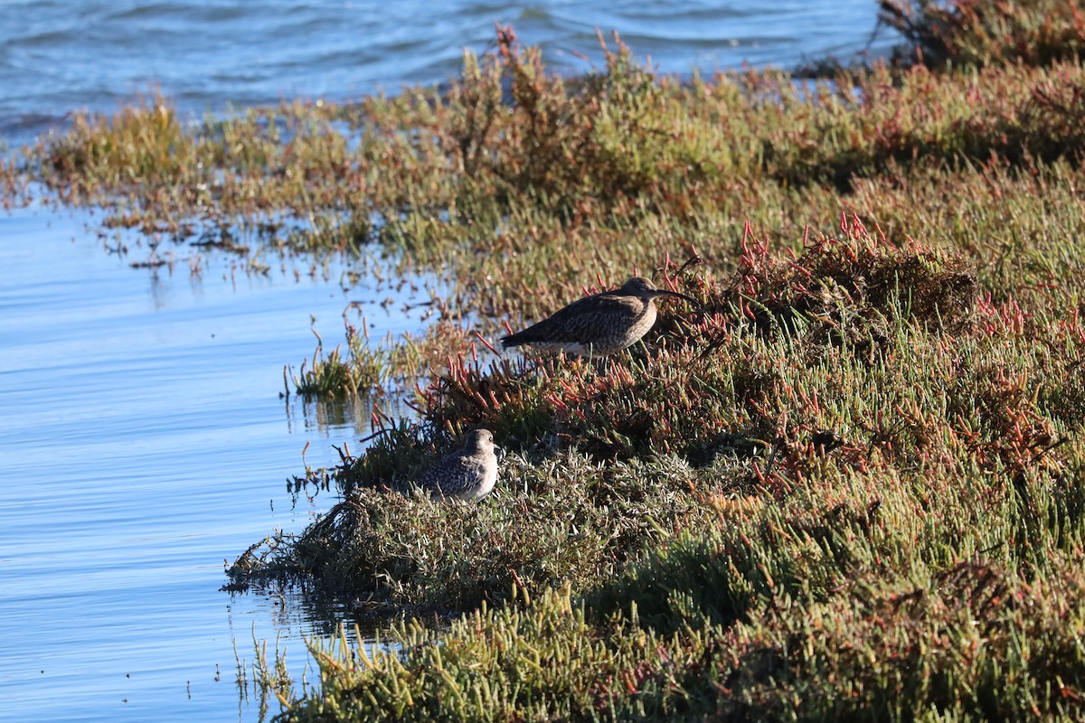 Whimbrel - ML643871010