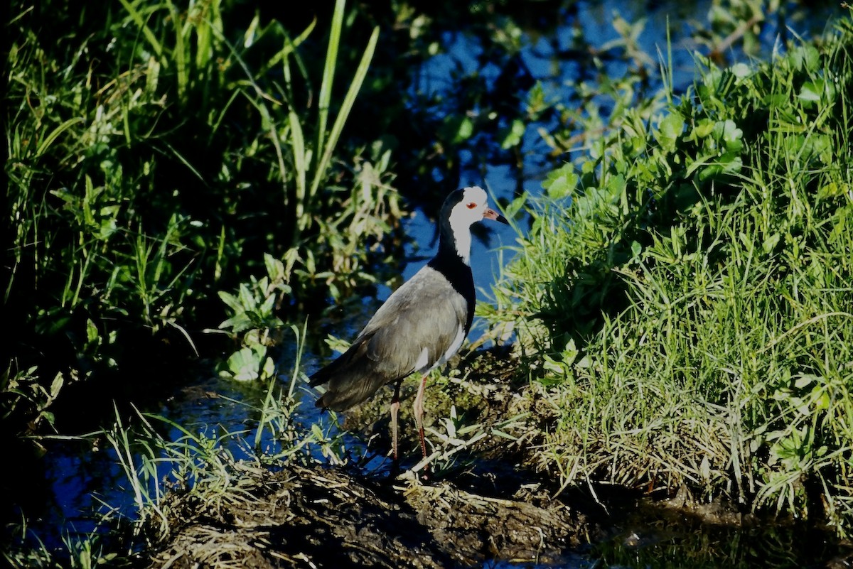 Long-toed Lapwing - ML643871015