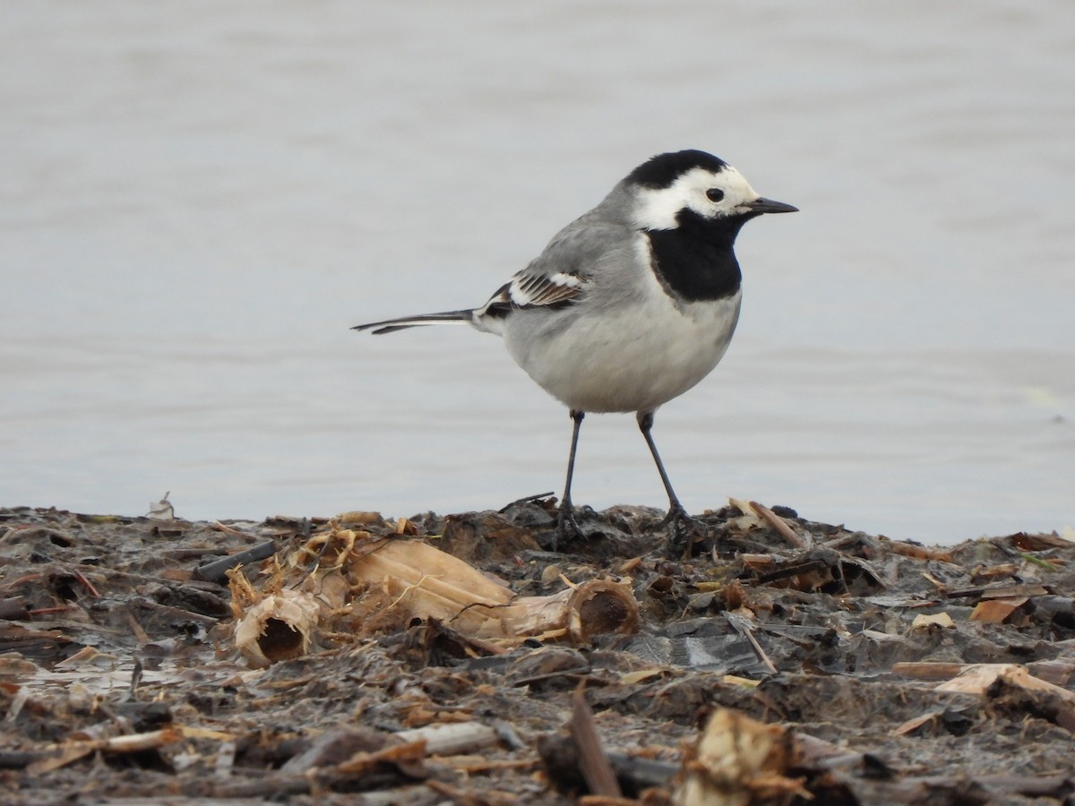 White Wagtail - ML643871020