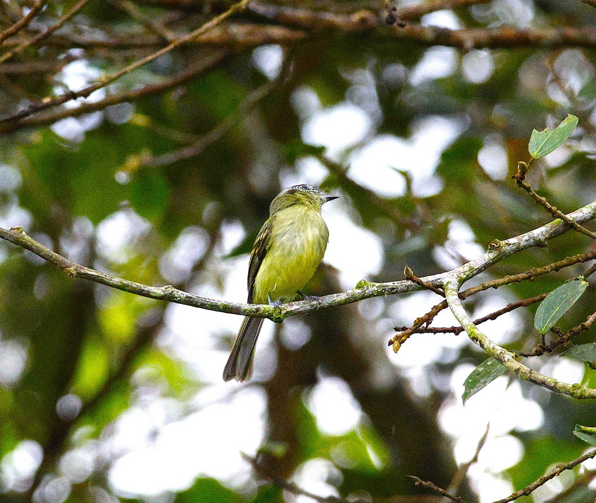 Slaty-capped Flycatcher - ML643871023