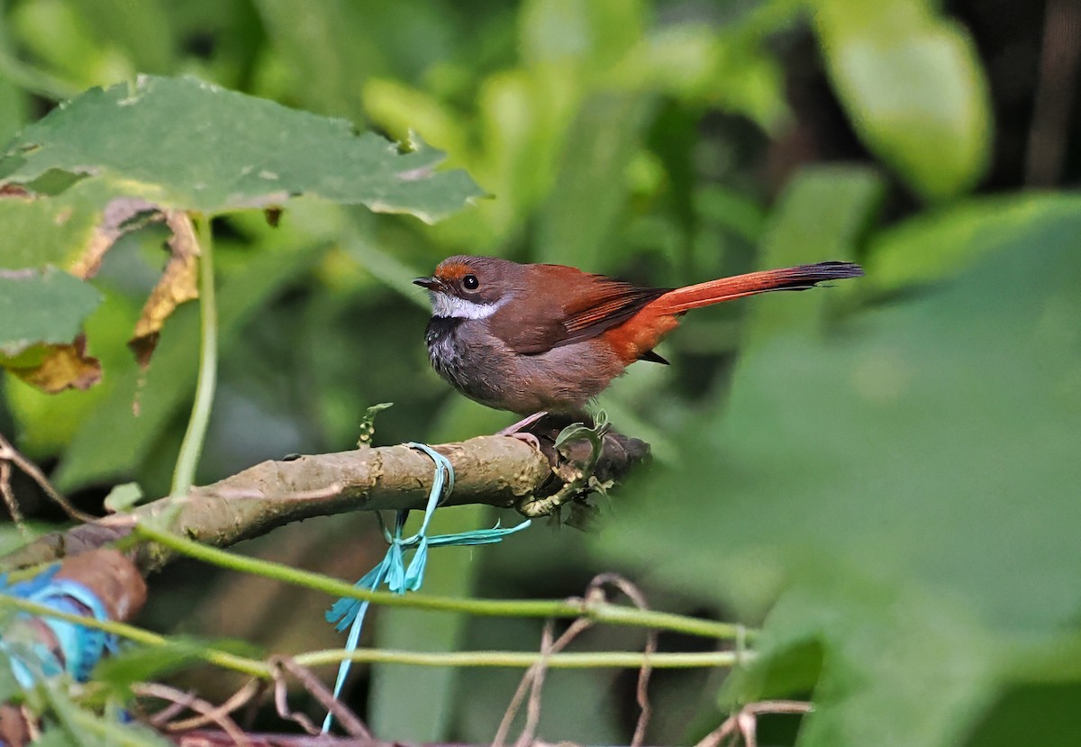 Sulawesi Fantail - ML643871025