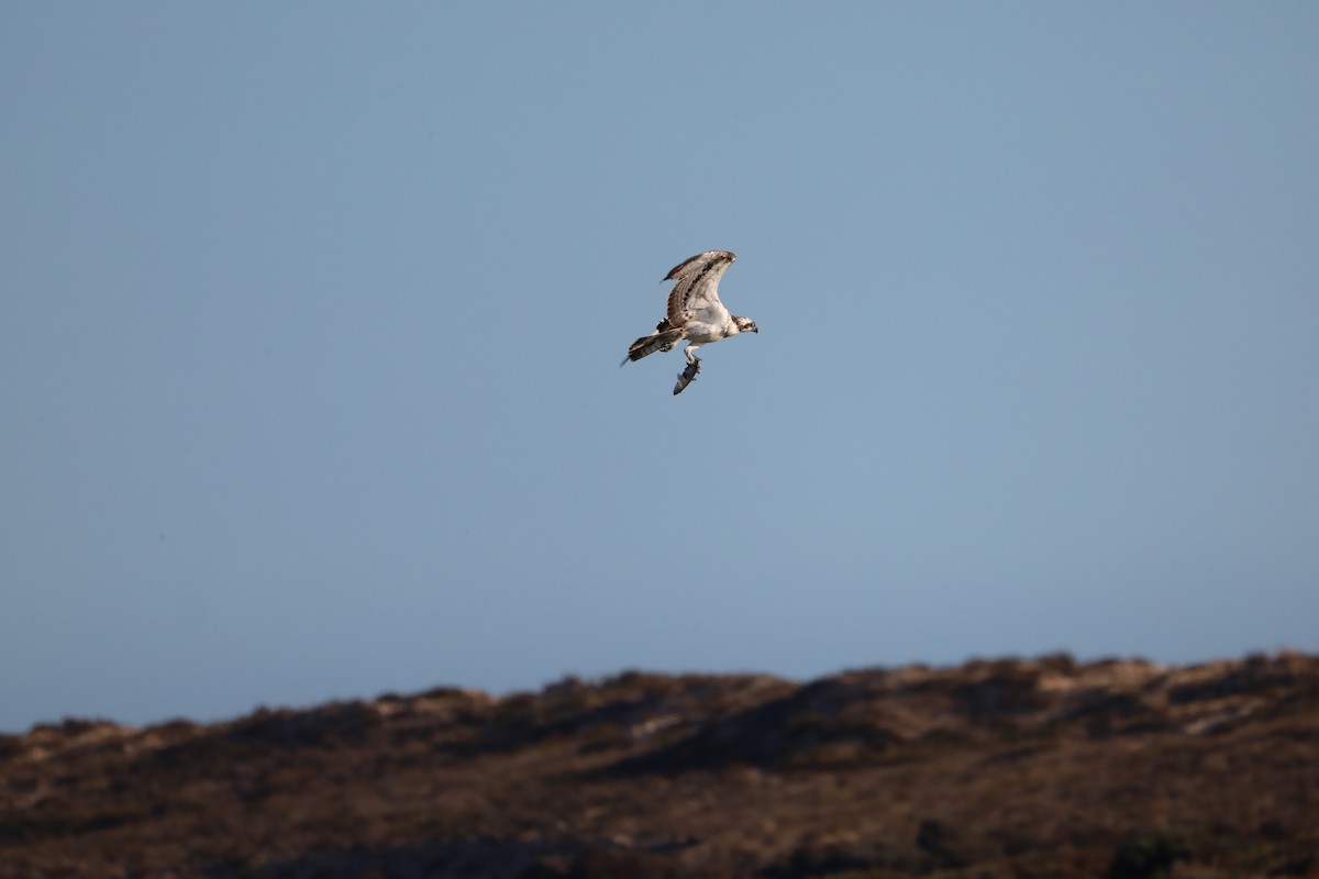 Osprey - ML643871032