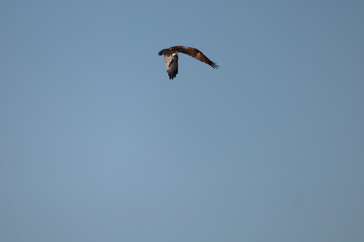 Osprey - ML643871033