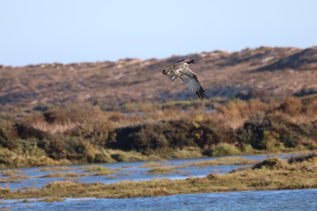 Osprey - ML643871034