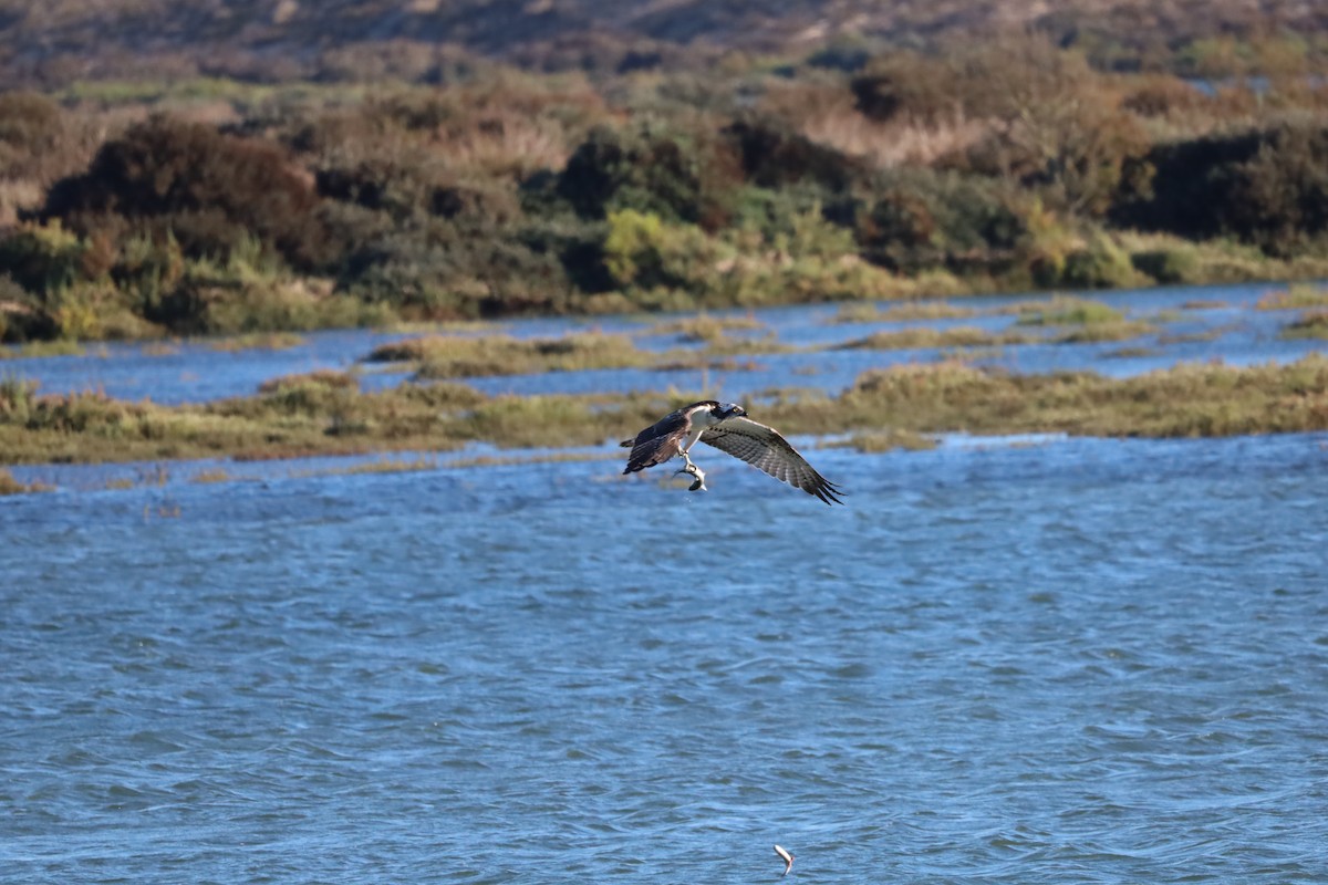 Osprey - ML643871035