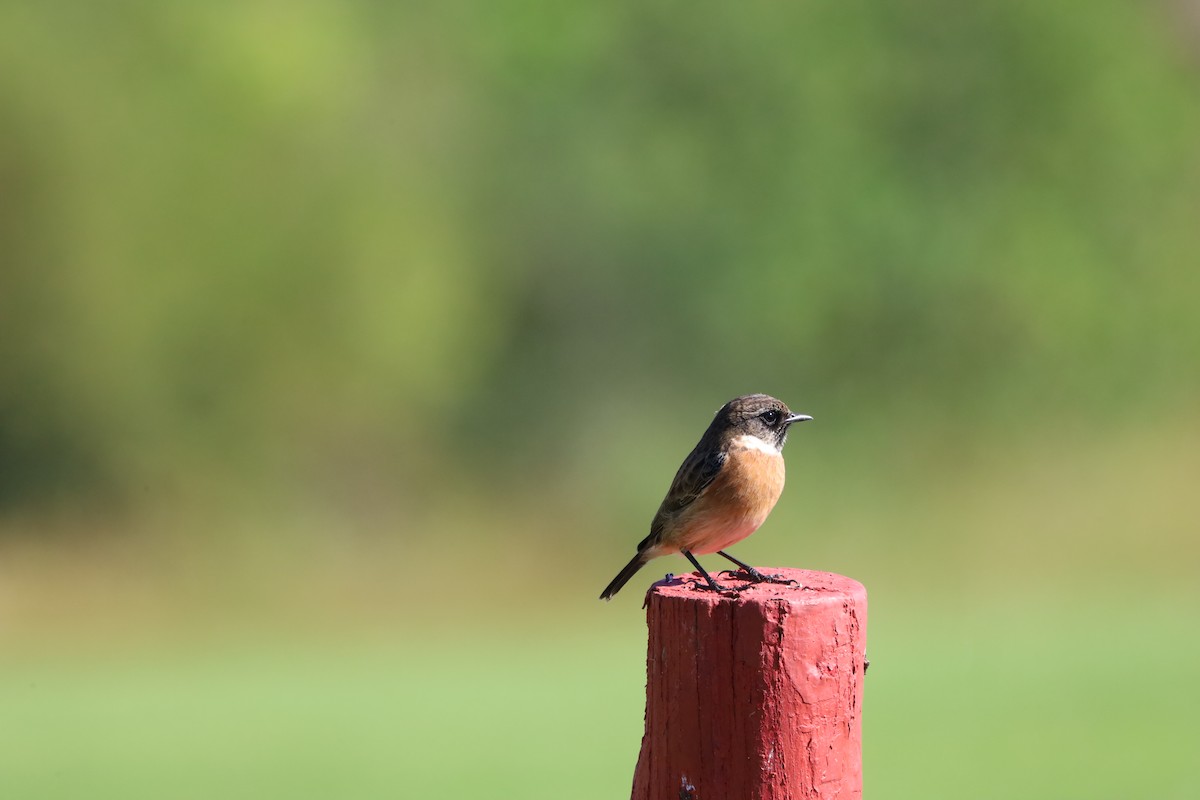 European Stonechat - ML643871045