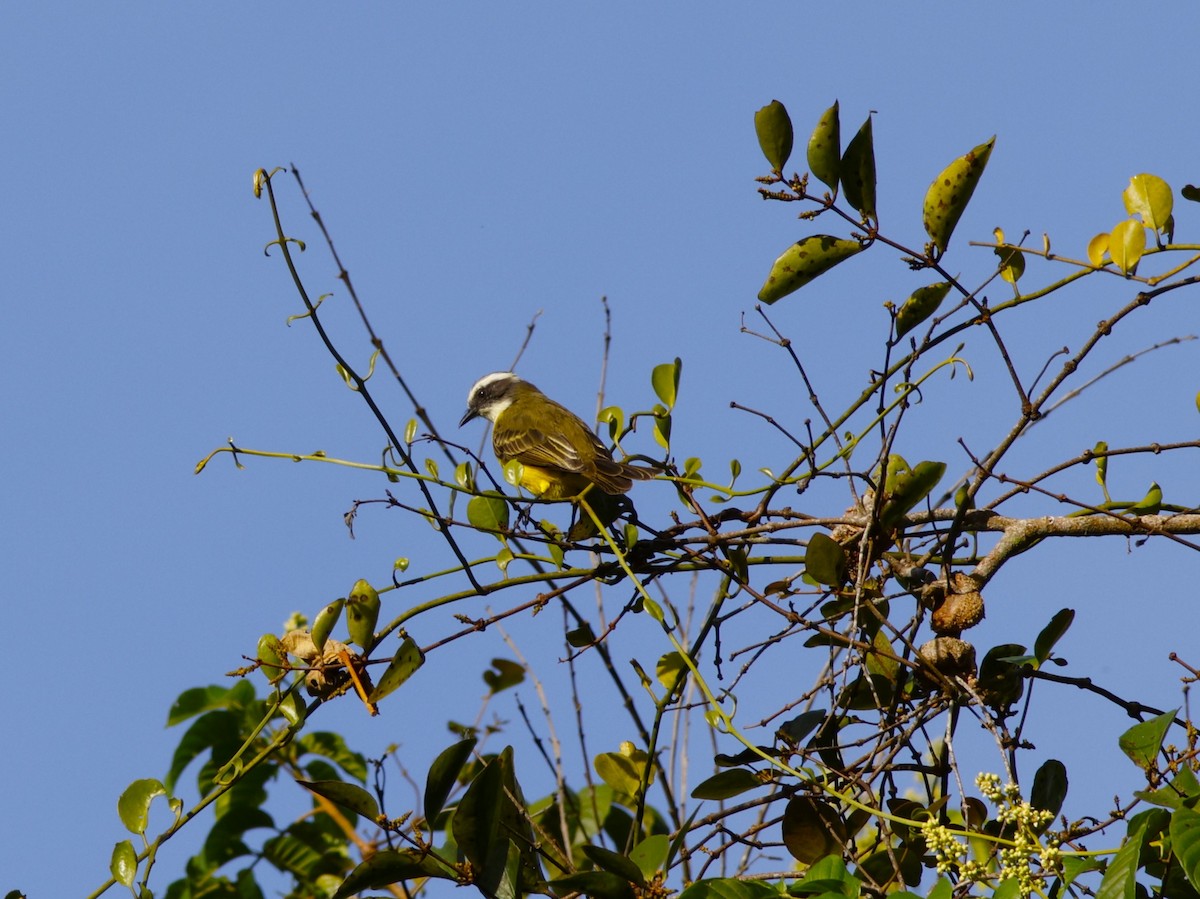 Social Flycatcher - ML643871046