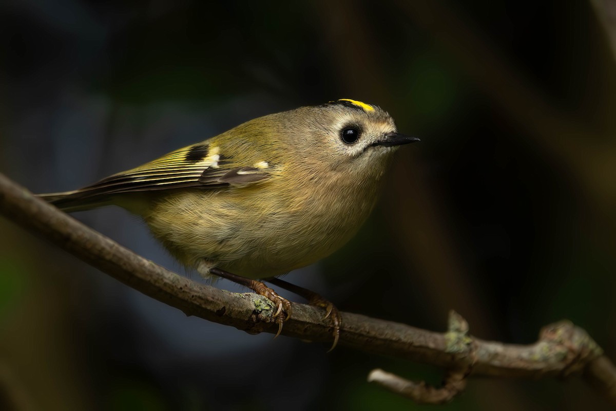 Goldcrest - ML643871047