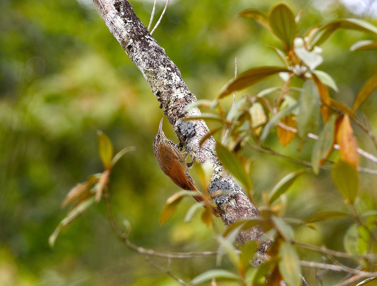 Streak-headed Woodcreeper - ML643871056